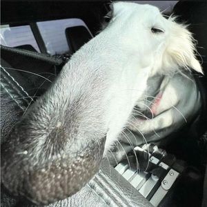 Meet your Posher, Aleina